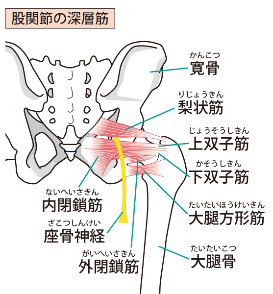 梨状筋と坐骨神経の説明