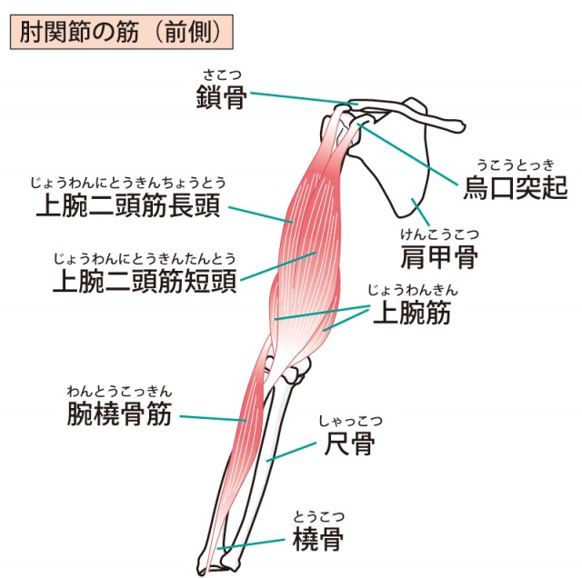 肘の仕組みの説明図